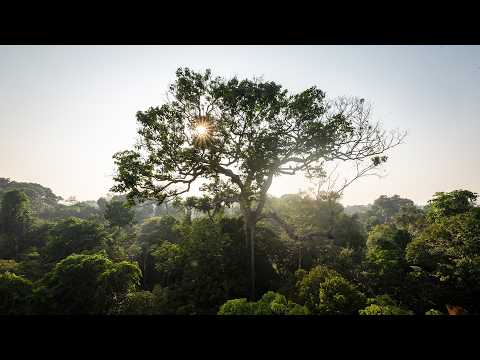 The Monster Spider Beneath Amazon’s Giant Tree (Animal Documentary)