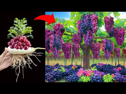 Unique technique of growing eggplant with grapes fruit using Aloe Vera to make amazing fruit