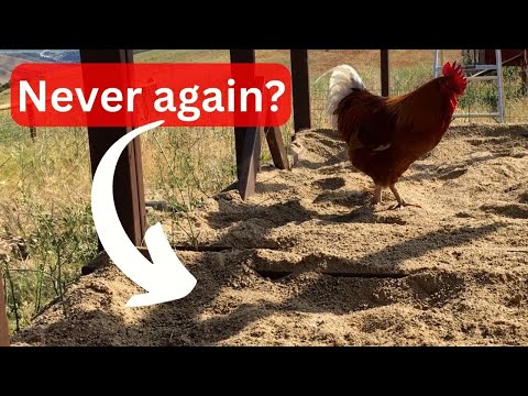 Best chicken run beddings | What to use and what NOT to use