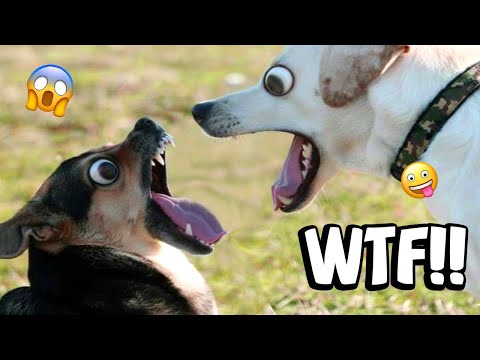 VIRAL FUNNY DOG COMPILATION 2025 – YOU WON’T STOP LAUGHING 🤣🐶 #18