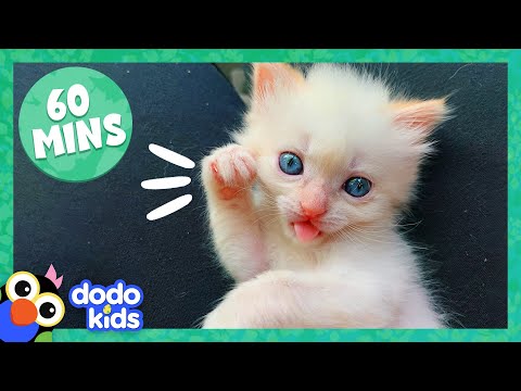 60 Minutes Of Weird and Perfect Animals | Dodo Kids | Animal Videos For Kids