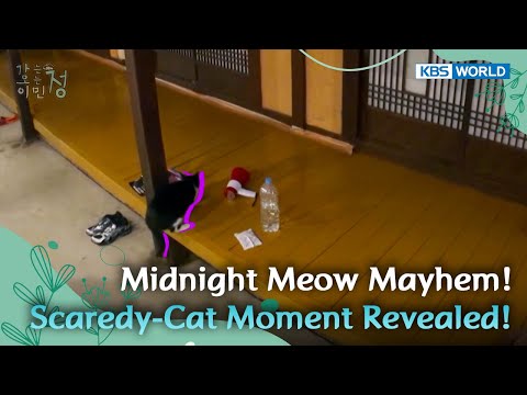 What happened last night?! 😱 [Heart on Wheels Ep02-2] | KBS WORLD TV 250722