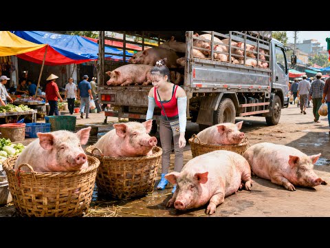 Selling A Herd Of 80KG Pigs Each After 180 Days Of Raising and Buy Many Ducklings To Rais