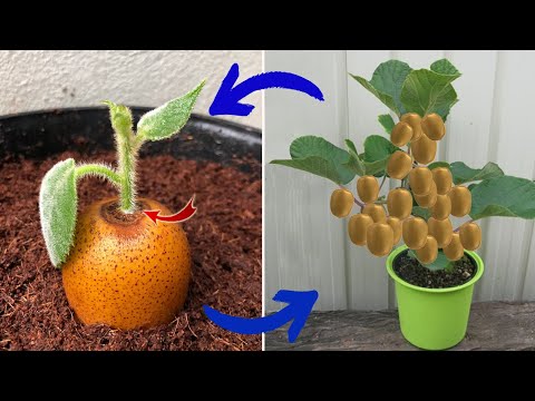 Don't waste your money! You won't have to buy them from the market anymore | Relax Garden
