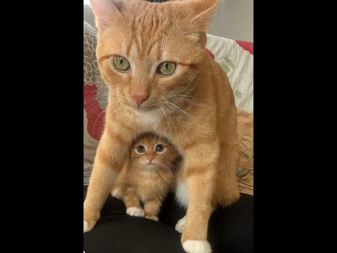 😺 Under Mom's Protection! 🐈 Funny Cat and Kitten Videos to Lift Your Spirits! 😻