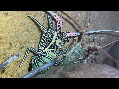 Diving under the sea to catch eels, crabs and sea cucumbers | Part 81-2