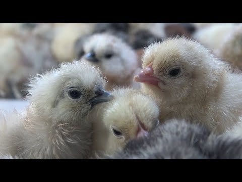 О цыплятах. Содержание, кормление, наш опыт.