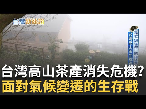 直擊氣候變遷下的隱憂! 立冬四颱共舞前所未見!? 茶農憂衝擊未來生計 東方美人茶王親揭祕辛  賣地板賣到五角大廈 汽車業務征服世界地標｜主播 苑曉琬｜【台灣新思路】20241201｜三立iNEWS