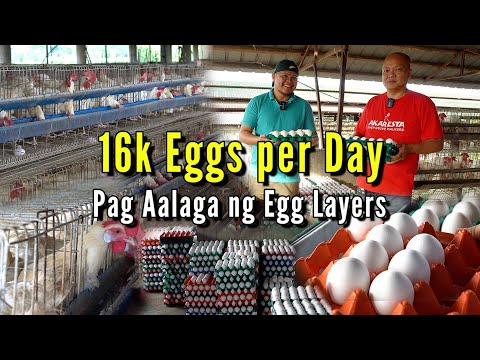 16k Eggs per Day - Pag Aalaga ng Egg Layers