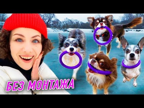 СОБАКИ НА ЛЬДУ! ЗАЛЕЗЛИ В ТОННЕЛЬ С ВОДОЙ! ВЛОГ НА РЕЧКЕ С СОБАКАМИ