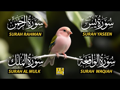 Magical Recitation Surah Yaseen (Yasin) | Surah Rahman | Surah Waqiah | Surah Mulk EP129