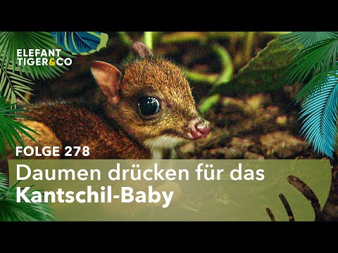 Bangen um das Kantschil-Baby (Folge 278) | Elefant, Tiger & Co. | MDR