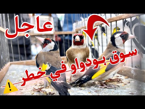 بائعي الحسون يصابون بالهلع اليوم وسوق بودواو للمقنين في خطر ⚠️ مجرد إحساس 😬