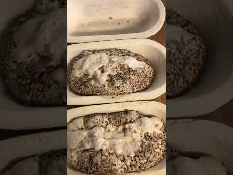Shaping seeded loafs 🔥 (95% hydration / 30% whole grain) happy weekend