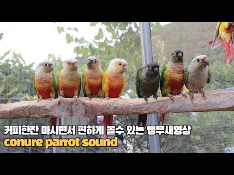 혼자 지내는 앵무새들에게 소리를 들려주세요