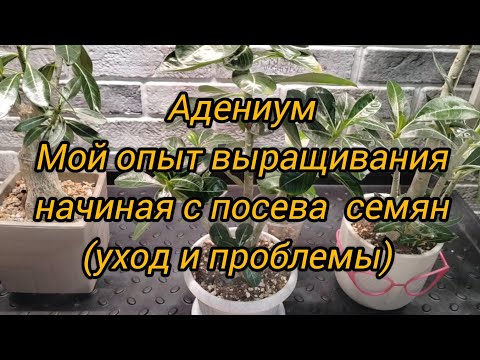 Адениум | Мой опыт выращивания начиная с посева семян | Уход и проблемы