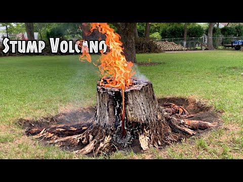 Stump Volcano Using Cooking Oil!