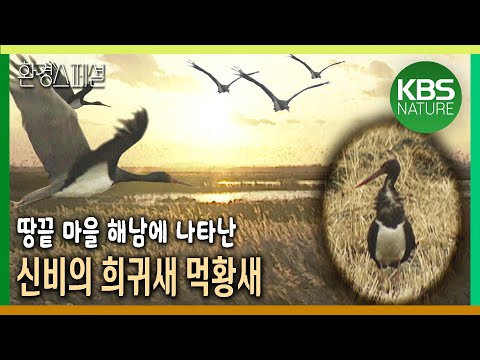 땅끝 마을 해남에 나타난 신비의 새 먹황새, 보전과 개발 사이 철새들의 운명은? [환경스페셜- 물새들의 생명전선 - 해남보고서] KBS 20000308 방송