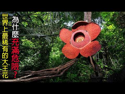 [生物放大鏡] 令學者暴哭的"虎面菇" | 食人虎守護的花朵 | 等待一小時的奇蹟