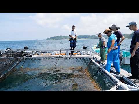 幻の魚から絶品魚ができるまで！世界初の養殖魚「夢あじ」をつくる「さかなドリーム」に密着