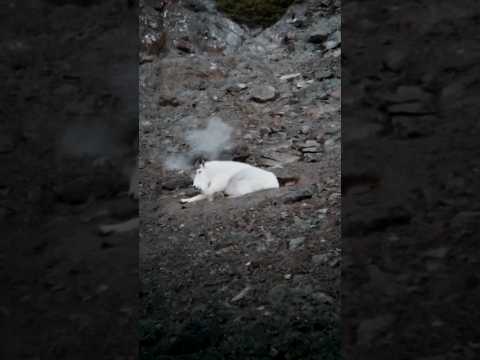 Billy Goat shot at 370 yards #mountaingoat #goathunting #hunting #backcountryhunting