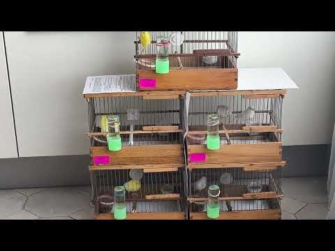 Содержание канареек овсяночного напева. Обучение. Молодежь 2025г.