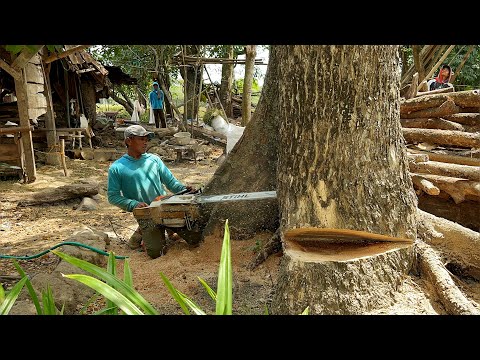 Fastest skill cutting down 3 Huge trees with strongest chainsaw ‼️