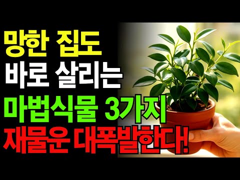 죽은 집도 살린다! 재물운 폭발하는 마법의 식물 공개