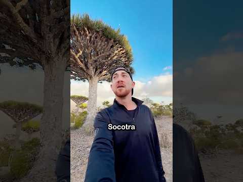 Why Socotra Is The Weirdest Island on Earth
