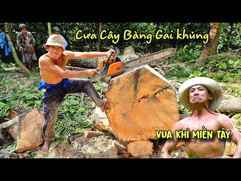 Chấn Động! Mặt Đất Rung Chuyển Chủ Nhà Xanh Mặt Vua Khỉ Cưa Cây Bàng Gai Siêu To Kĩ Thuật Cao