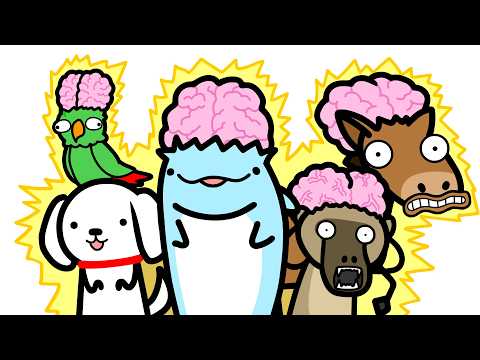 Animals With A Higher IQ Than Me