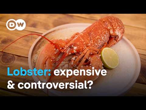 What makes lobster such a special delicacy