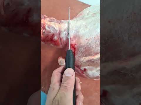 Apprentice Butcher's! Lamb primal breakdown with Franco.