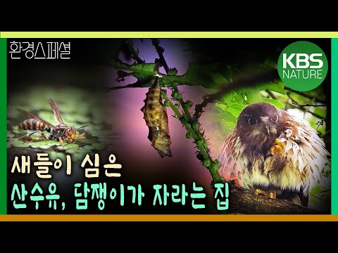 새들이 심은 고욤나무, 산수유, 담쟁이 넝굴이 만든 작은 숲 [KBS스페셜-마이크로 사파리, 집] / KBS 20181004 방송
