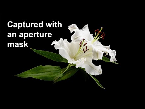 Backlit macro photography with black background