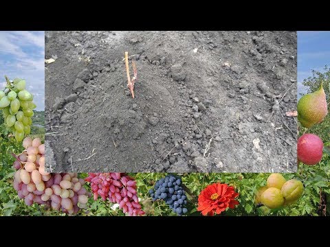 Начинающим. Посадка винограда черенком осенью