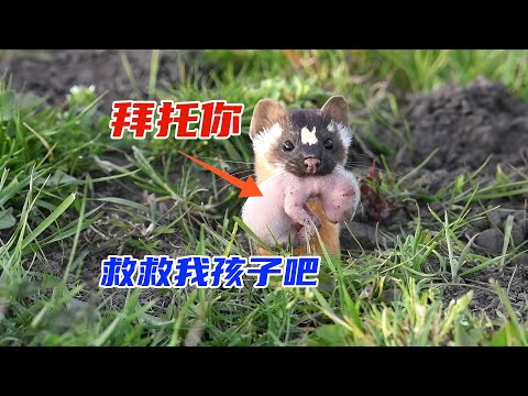 他養黃鼠狼當女兒，卻因禍得福有了吃不完的野味。