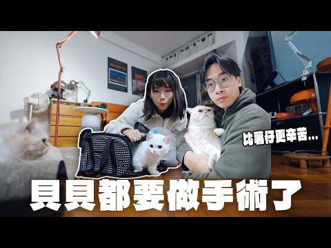 【vlog】為什麼一個月沒有出片🤧⁉️+貓貓要做手術了😭超擔心的！＋超日常的打鬧片😂