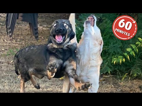 Animals Being The Best Comedians 2025 😂NEW Funny ANIMALS Video