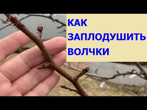 Как получить плодовые веточки из волчковых (жировых) побегов