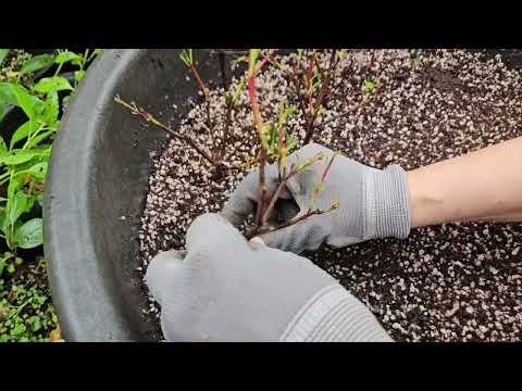 철쭉 삽목 살리는 비법 (6월)