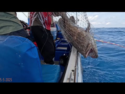 5-5-2025金毛排釣獲巨大青班