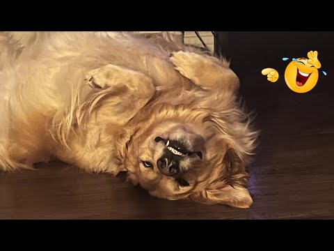 HILARIOUS DOGS Being Weird π€ͺ NEW Funniest Dogs Video 2026