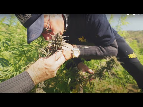 Strain Hunters South Africa Expedition Trailer