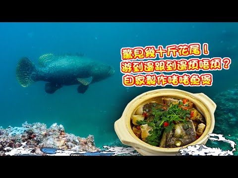 【漁人推介】阿火帶大家出海潛水，驚見幾十斤花尾躉！游到邊跟到跟到邊！花尾躉伴潛？回家製作啫啫魚煲 Catch and Cook Fish Receipe Fish pot