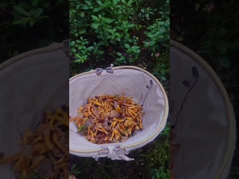 The First Frost has Arrived