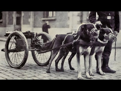 15 ÚLTIMAS FOTOS DE RAZAS DE PERRO EXTINTAS