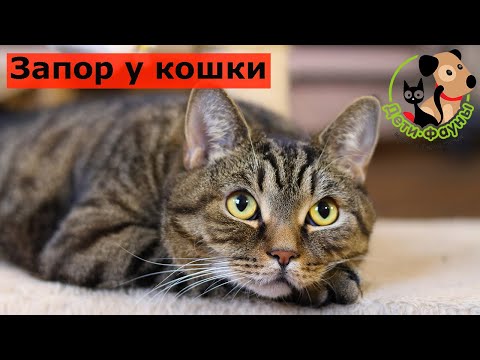 У кошки запор, что можно сделать самостоятельно в домашних условиях?