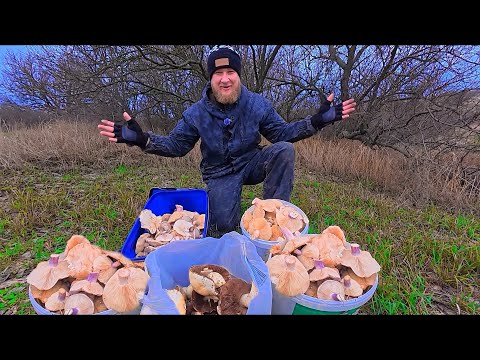 СТІЛЬКИ ШАМПІНЬОНІВ ТА СИНЬОНІЖОК ТИ ЩЕ НЕ БАЧИВ. ЗНАЙШЛИ ГРИБНЕ ЦАРСТВО