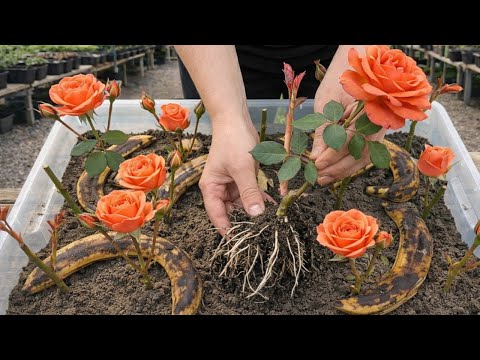Don't Throw Away Banana Peels! They Help Roses Root, Sprout, And Bloom 900% Faster!